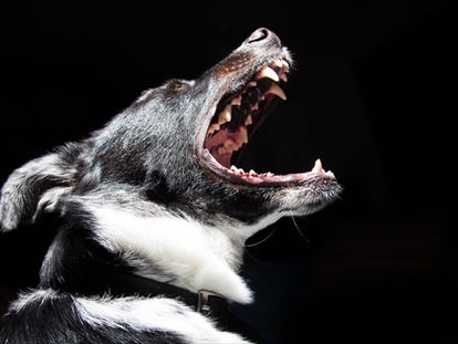 La douleur et la peur n’ont pas leur place dans la rééducation d’un chien réactif