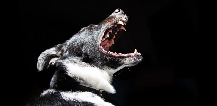 Black Dog