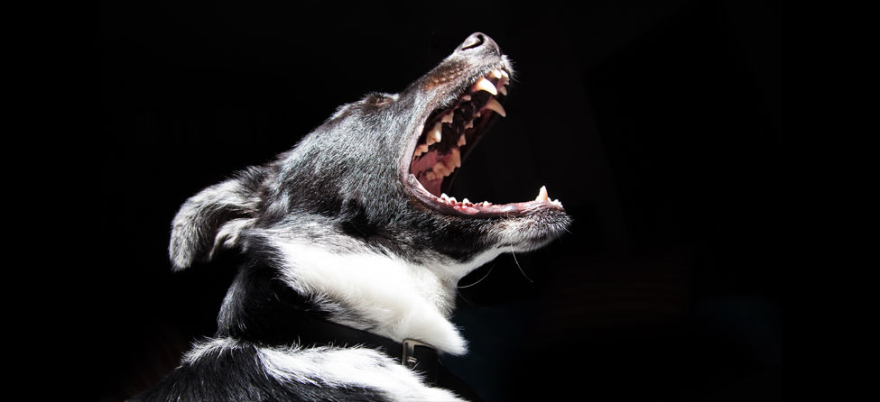 dog barking