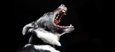 a black and white dog with its mouth wide open