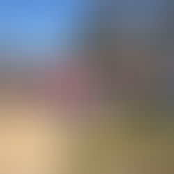 5 Mistakes to Avoid at Your First Estate Auction in the Ozarks