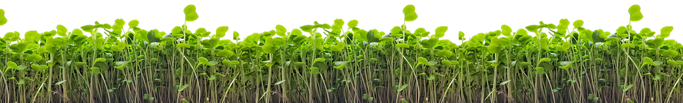 Tiny Greens SITE PICS (1).png