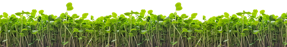 Microgreens