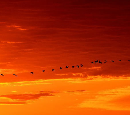 Das Bedürfnis nach Zugehörigkeit und was Scham damit zu tun hat.