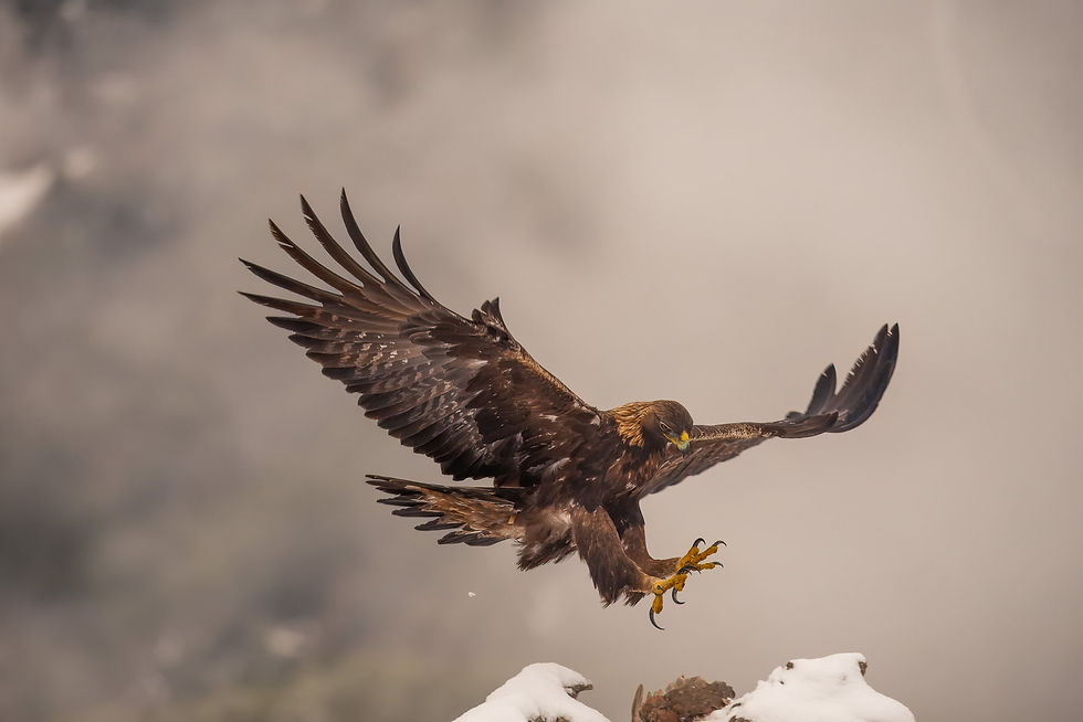 20201228 750_ - 23-topaz-denoiseraw-sharpen-min.jpg