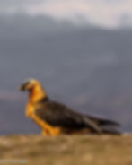 Buseu-img. Àguila