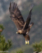 4K0A1412-6-min.jpg