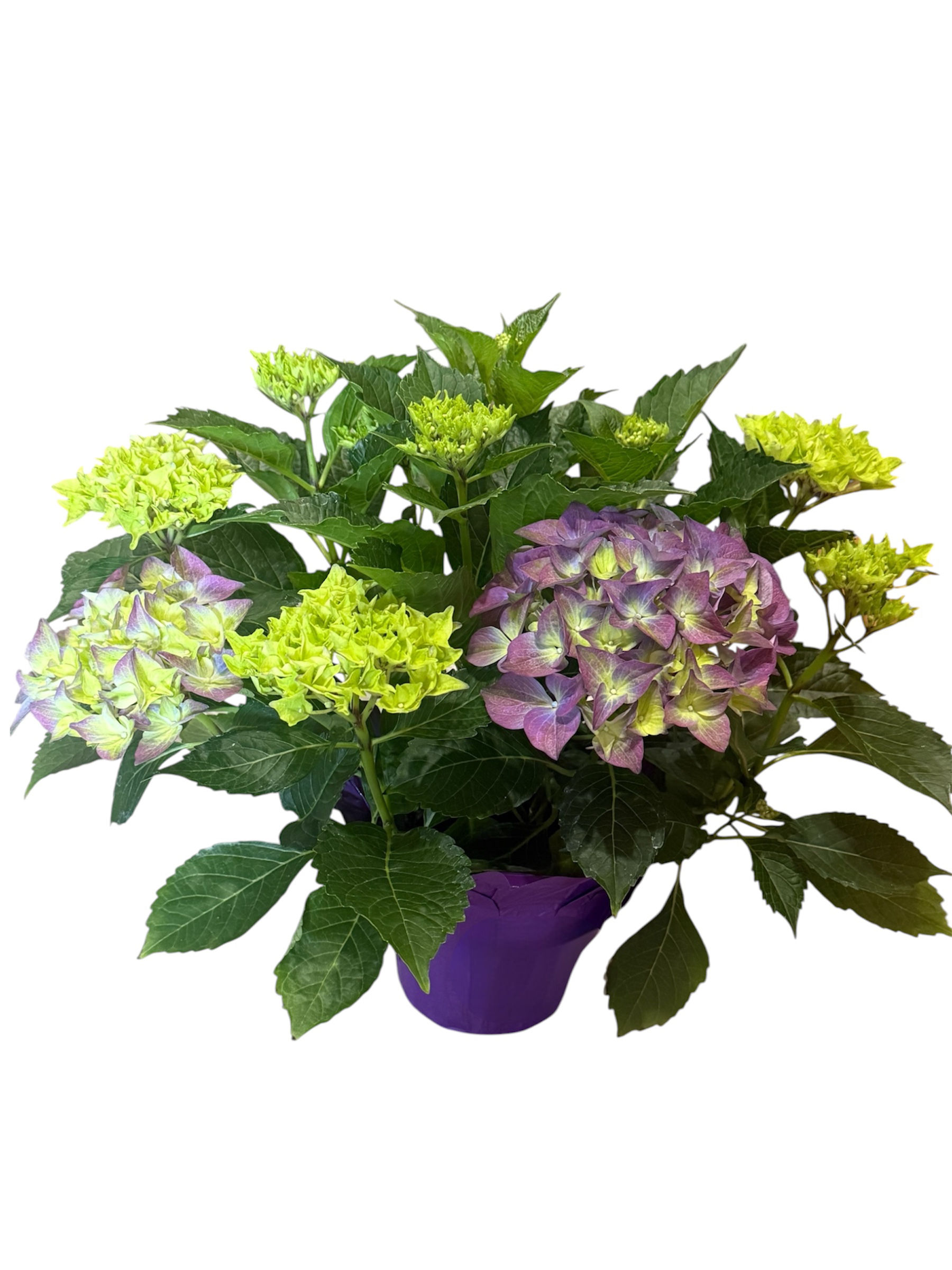 Hydrangea Plant 6”