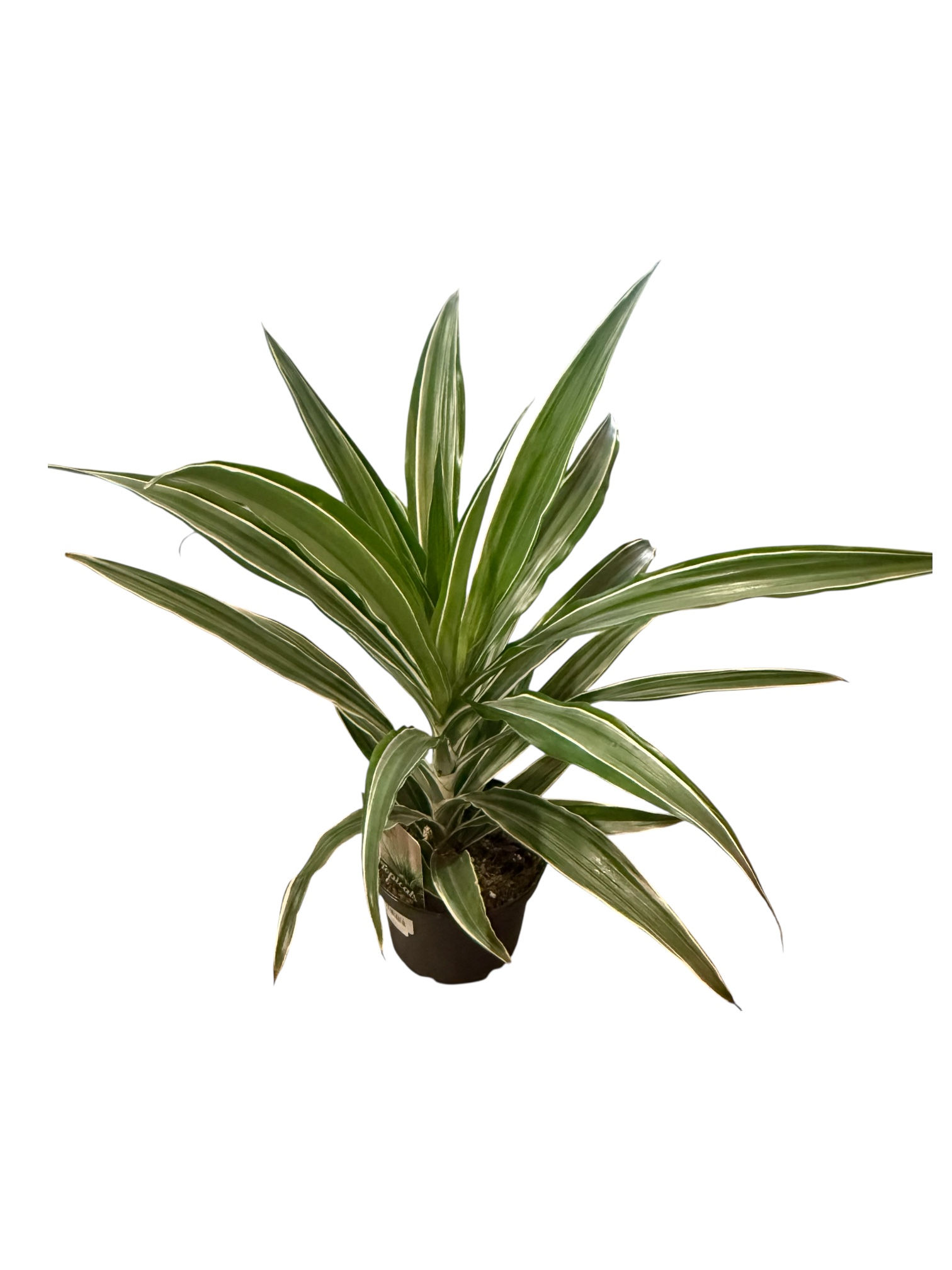 6” Dracaena Plant