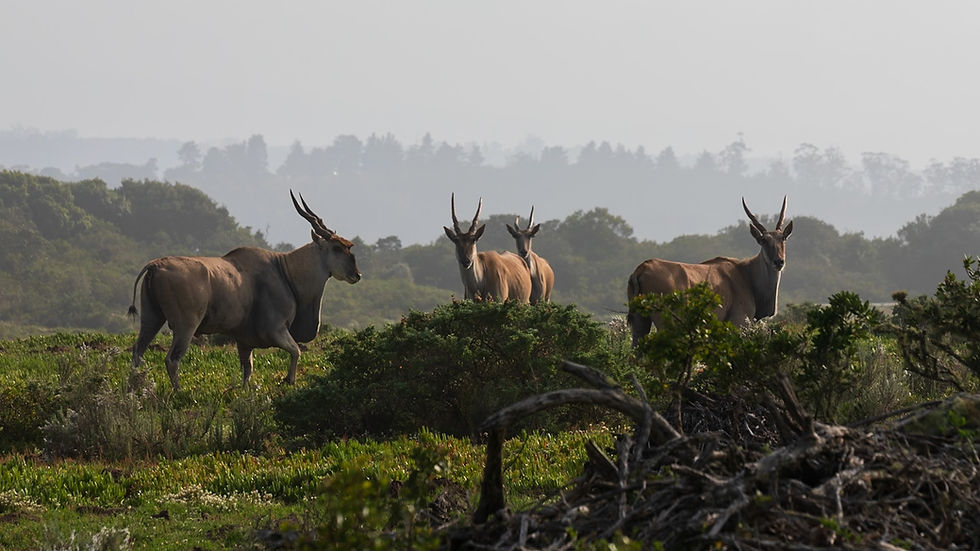 Eland grace the early morning mist at Simbavati Lodge