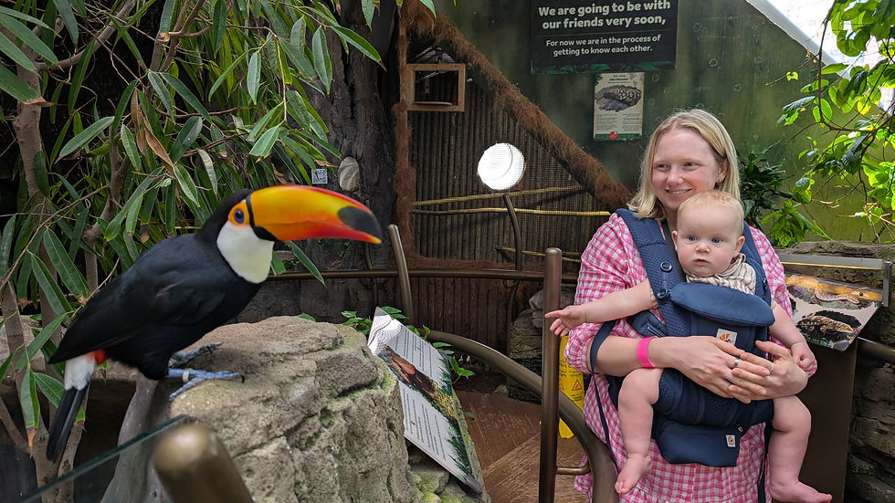 Magnificent toucan at Green Planet