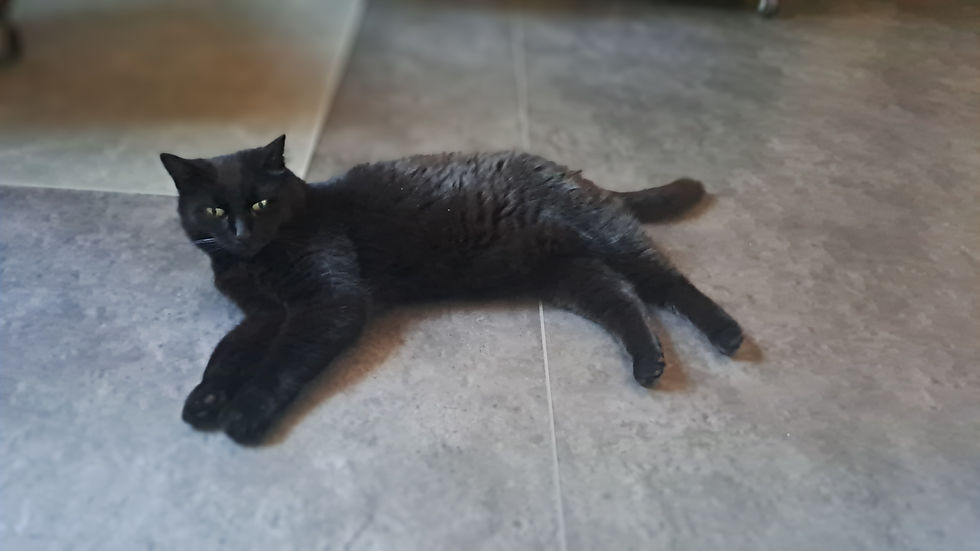 Our cat Smoky
