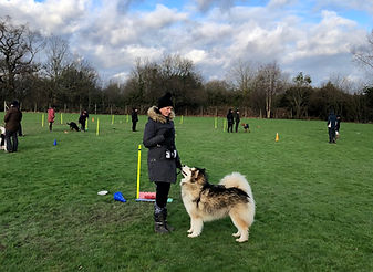 Dog Training with Amanda