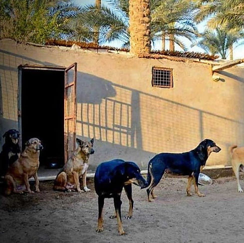Habiba Shelter Cairo.jpg