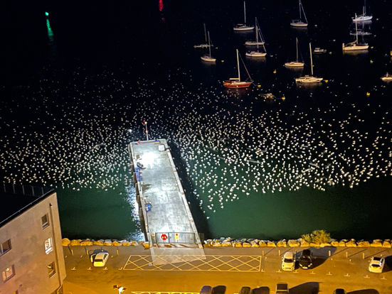 Seagull get together !