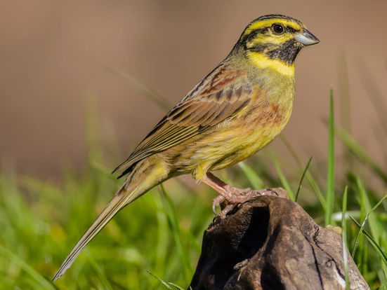 Cirl Bunting