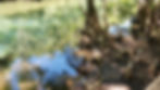 Deer at water.jpeg