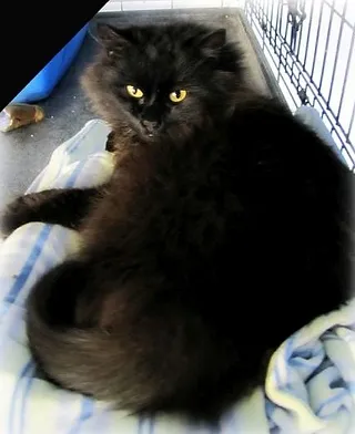 Maybelle Little Shelter Animal Rescue Adoption Center Huntington