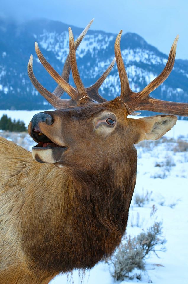 HOME backcountrytaxidermy