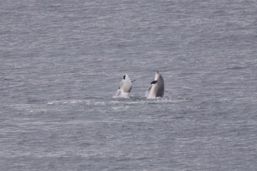 Dolphins playing