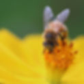 photobee.jpg