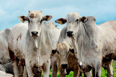 MITOS SOBRE SUPLEMENTAÇÃO MINERAL PARA BOVINOS