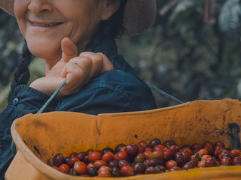 Mujeres al frente del cambio en café y cacao