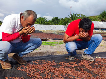 En Tocache, el GQSP Perú acompaña a cooperativas de cacao para fortalecer la calidad desde el origen