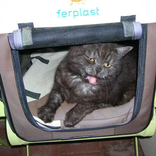 Einer meiner früheren Wegbegleiter, Charlie: Grau getigerter Kater der im Transportkorb gähnt.