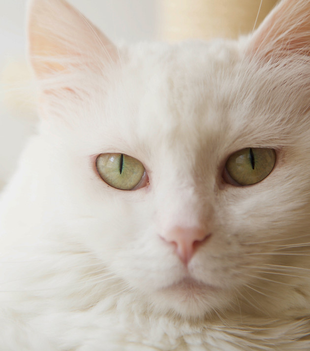 White Cat_edited_edited_edited.jpg