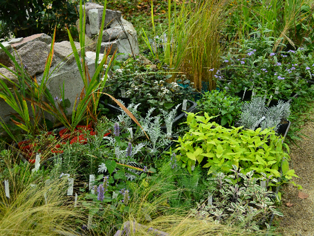 コンパニオンプランツ+etc