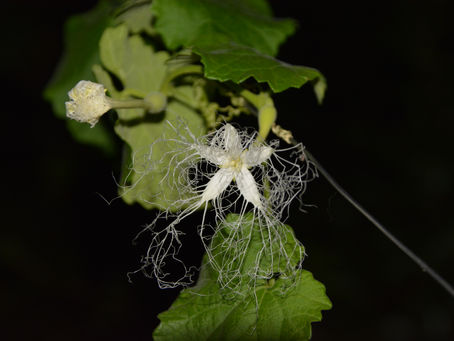 烏瓜の花
