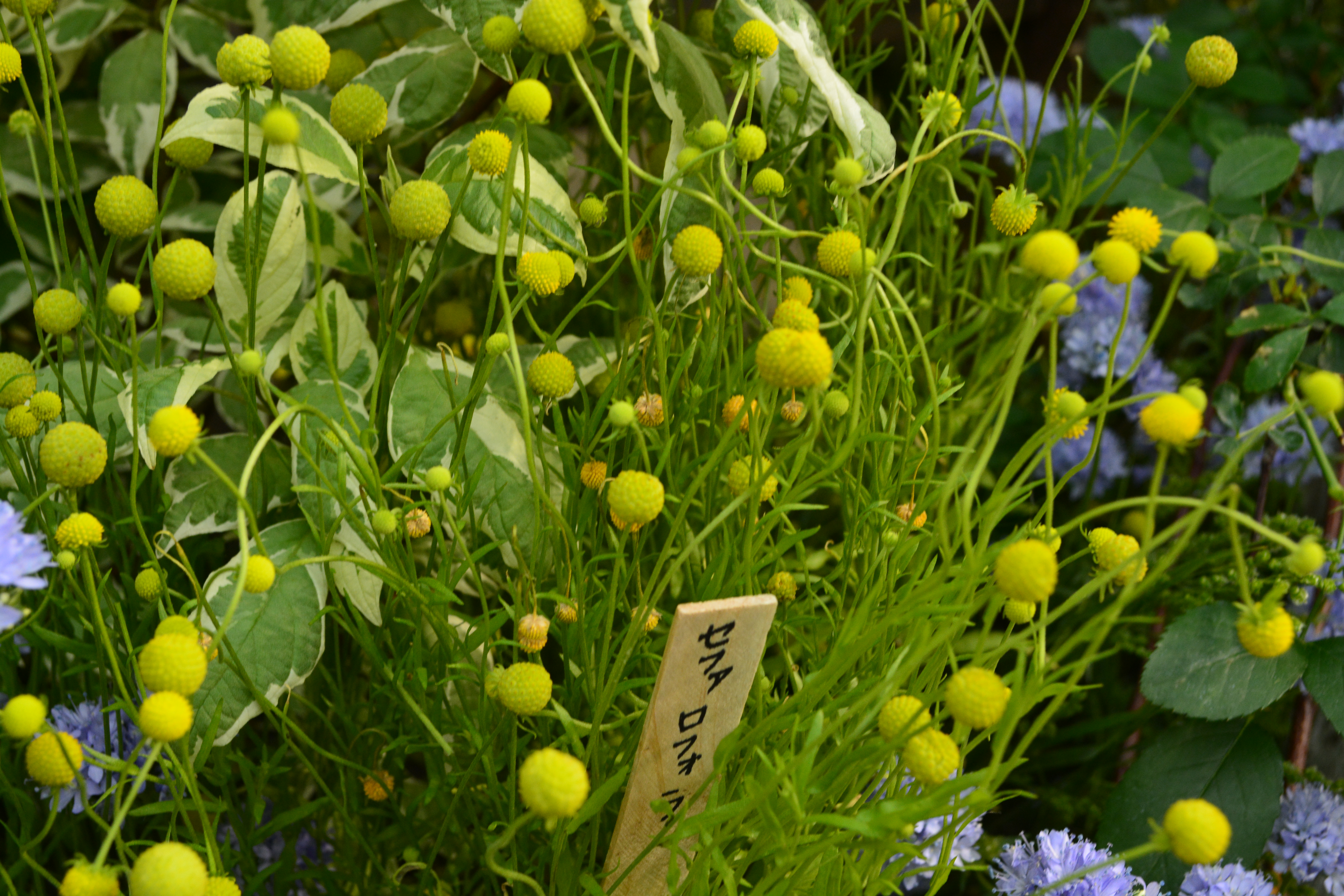 セファロフォラ