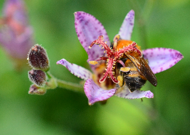 トラマルハナバチ