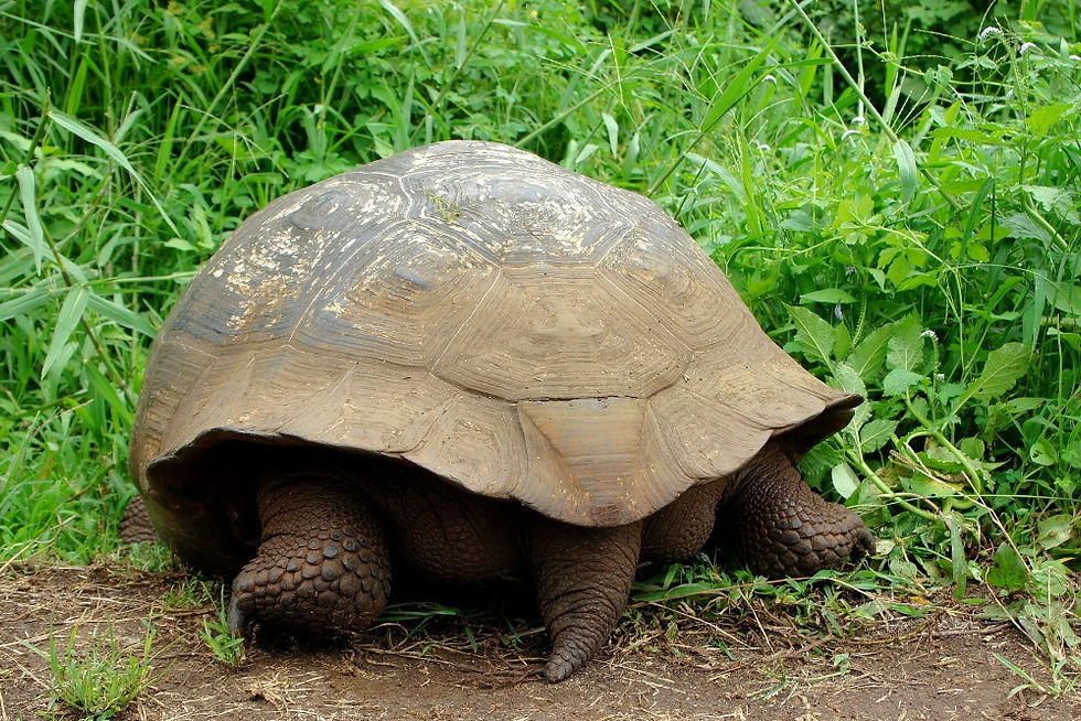 la tortuga gigante de Floreana