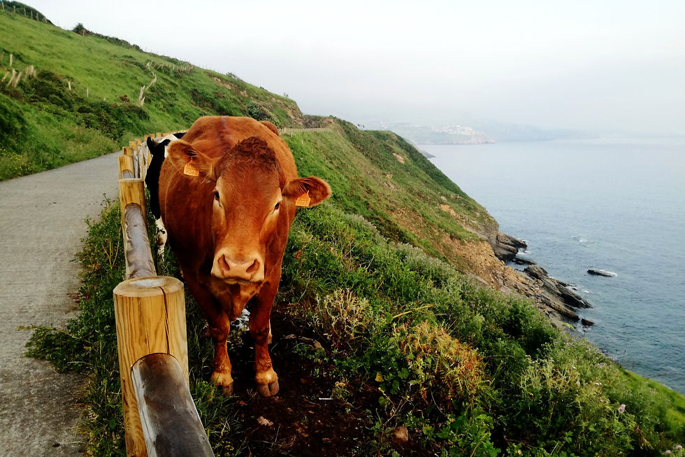 Camino del norte