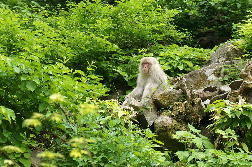 Snow Monkey Park