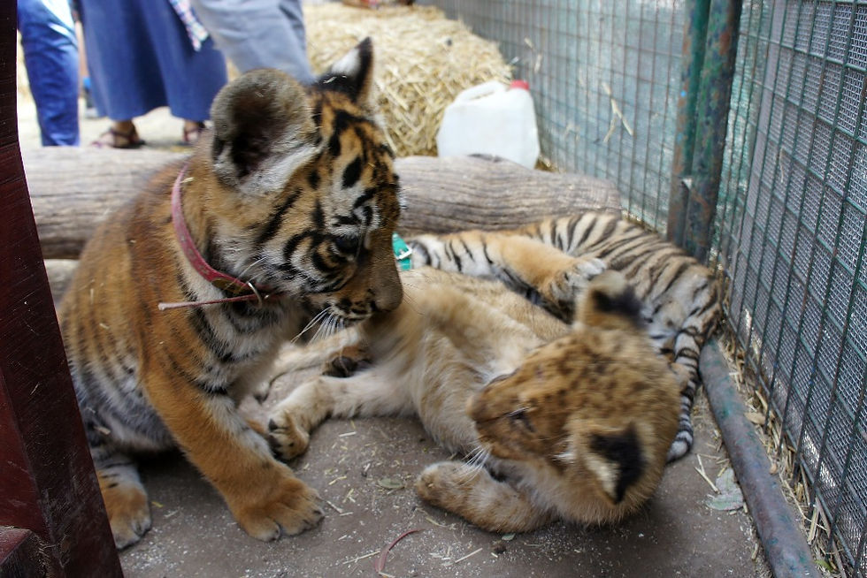 los tigres de Bengala y el león