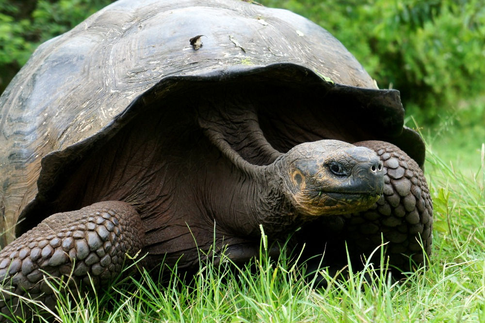 Ecuador ガラパゴス 5 ガラパゴスゾウガメ