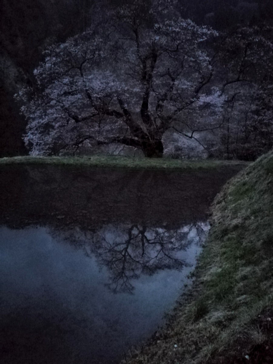 駒つなぎの桜(阿智村)