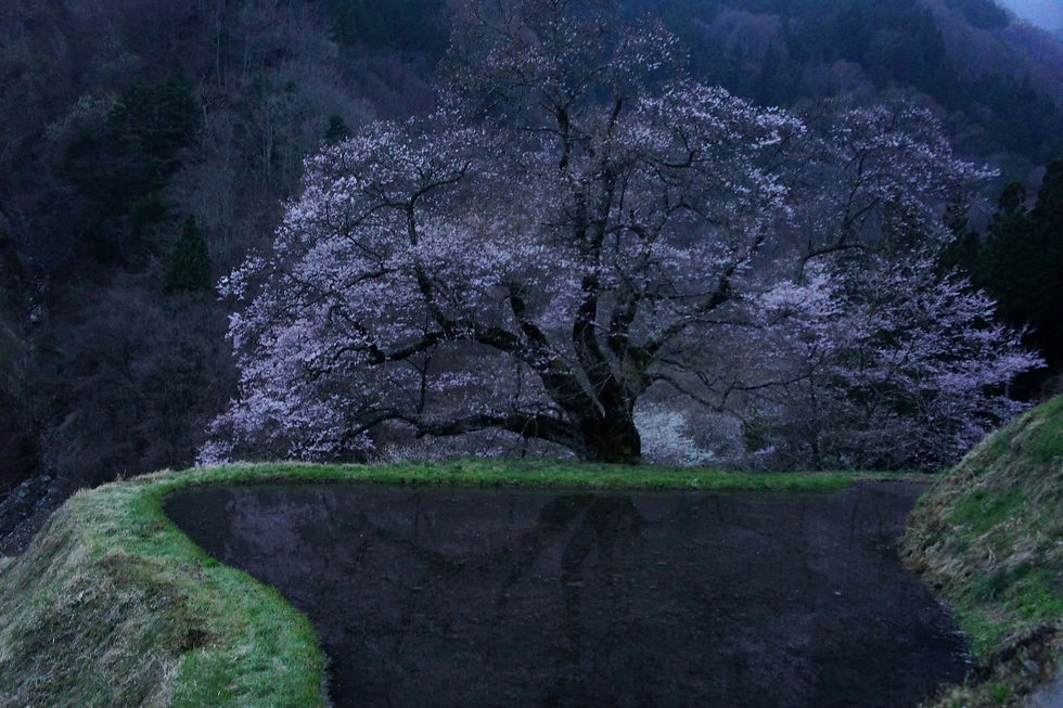 駒つなぎの桜(阿智村)