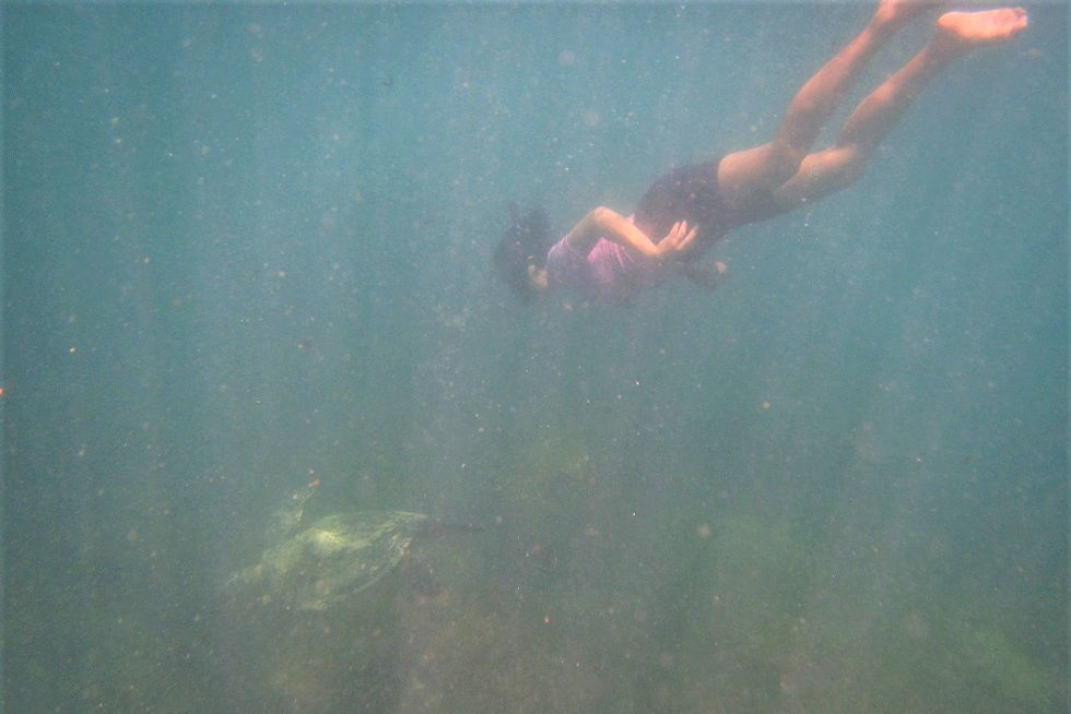 la tortuga marina