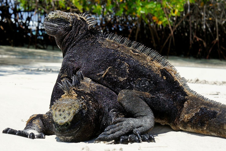 Ecuador ガラパゴス 4 ガラパゴスウミイグアナ