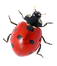 coccinelle sans fond.png