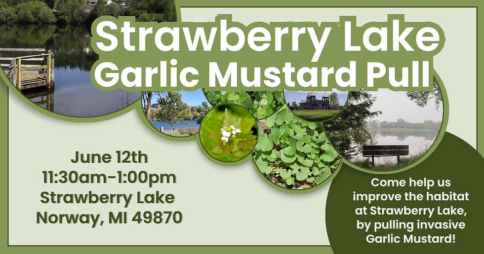 Strawberry Lake Garlic Mustard Pull