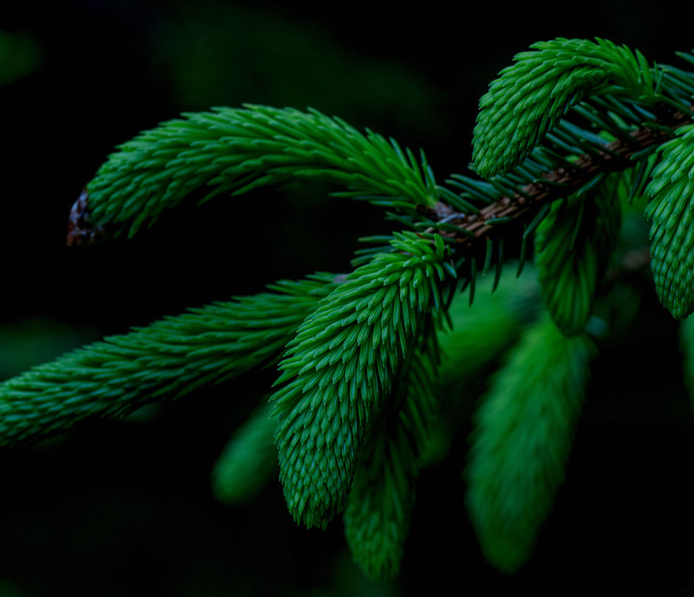 SpruceNight1.jpg