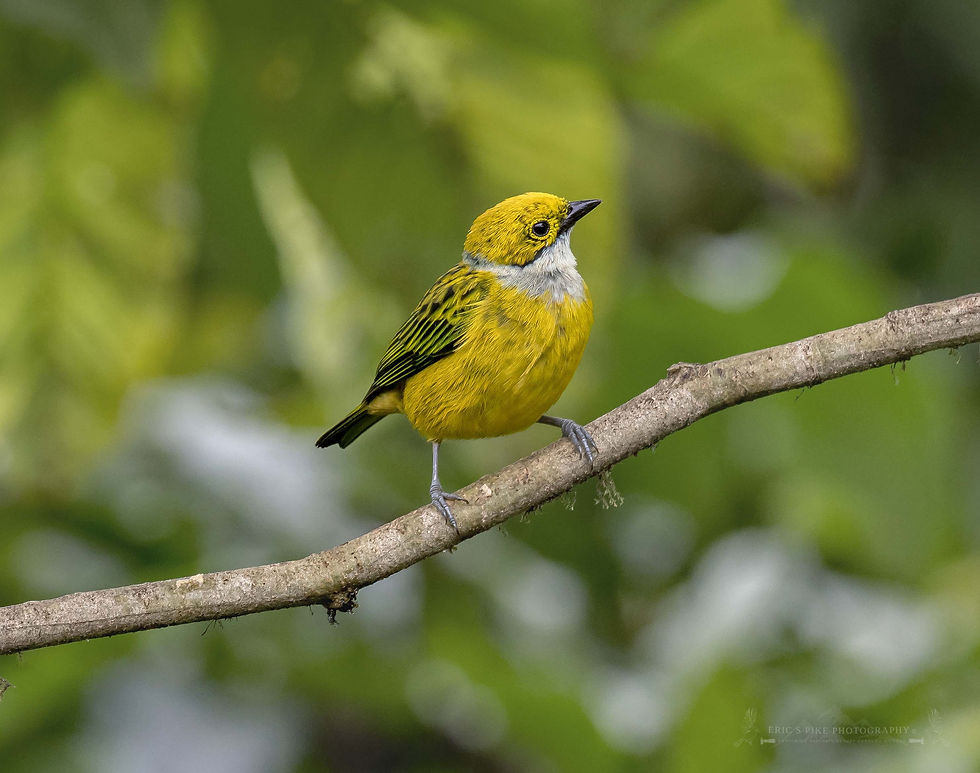 Silver-Throated Tanager