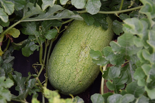 Miodowy Gigant