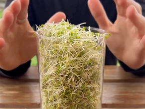 El Súper Alimento que Puedes Cultivar en Casa