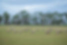 PRO_SHEEP_PADDOCK_-5.jpg